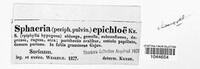 Balansia epichloe image